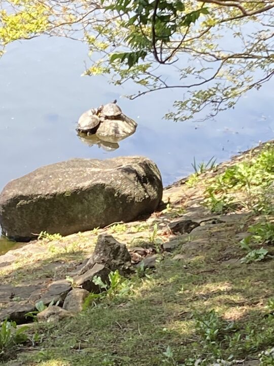 亀の甲羅干し